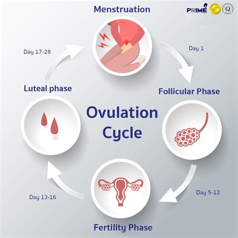 A. Effects on Ovulation: