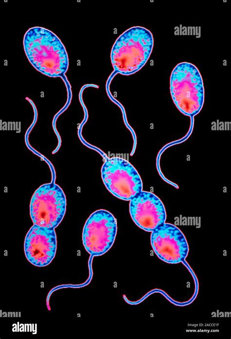 A. Rhodopseudomonas Bacteria: 5 Rod-Shaped Wonders Reshaping Biotechnology