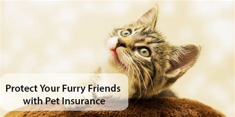 AARP Pet Insurance: Protect Your Furry Friend