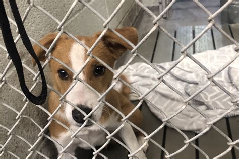 ABQ Animal Shelter