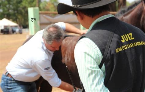 ABQM Consulta Animal: Um Guia Completo para Saúde e Bem-Estar Animal