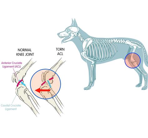 ACL Injuries in Dogs: An Overview