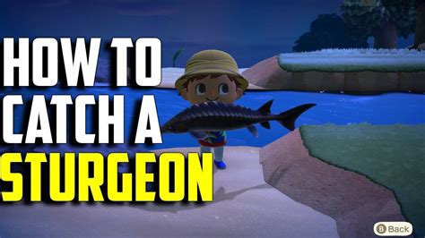 ACNH Sturgeon: The Ultimate Guide to Catching and Collecting This Elusive Fish