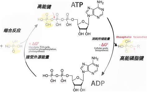 ADP 五角大廈寵物有限公司簡介