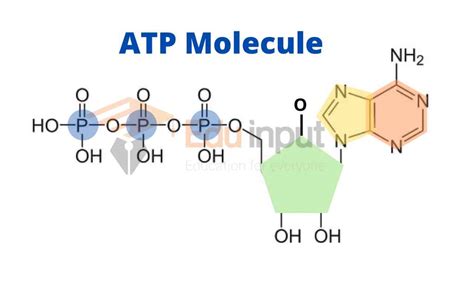 ADP 五角大廈寵物有限公司：領先業界的寵物領養和獸醫服務供應商