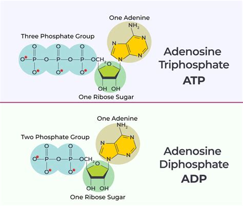 ADP 五角大樓家寵有限公司：徹底改變寵物護理產業的領先創新者