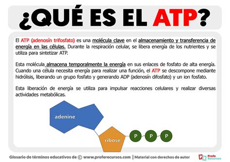 ADP 五角大樓寵物有限公司：您的寵物保健專家