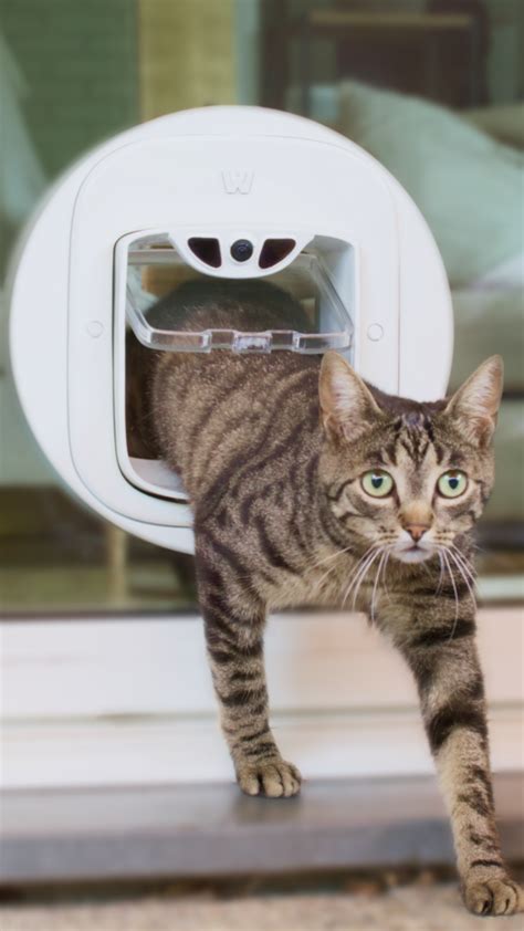 AI Cat Door: A Revolutionary Way to Enhance Cat Behavior in 2025