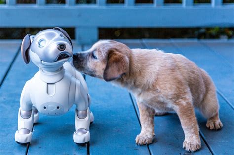 AI Robot Pets VS Real Pets: A Comprehensive Guide to Pet Socialization for 2025