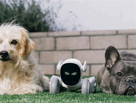 AI Robot Pets VS Traditional Pets: A Pet Psychologist's Perspective for 2025