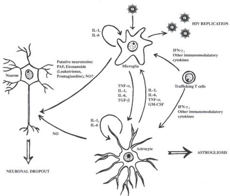 AIDS and Neurology Reader