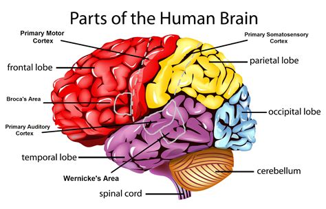 AP Psychology List of Brain Parts: A Comprehensive Guide