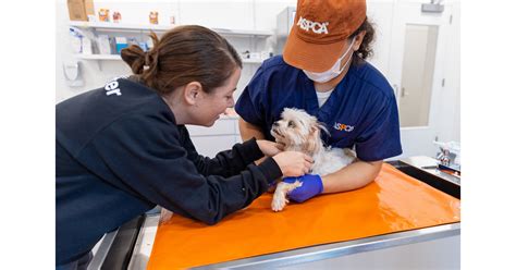 ASPCA Community Veterinary Clinic - By Appointment Only: A Guide to Essential Pet Care