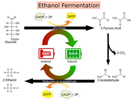 ATP Production in Fermentation