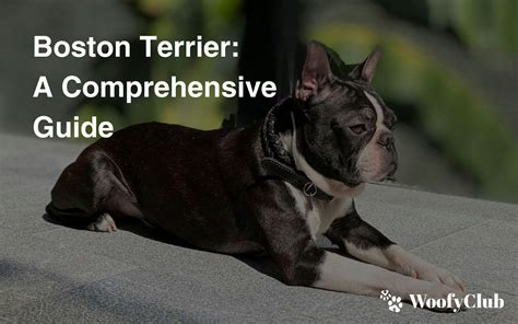 AZ Boston Terrier Rescue: A Comprehensive Guide to Saving Beloved Companions