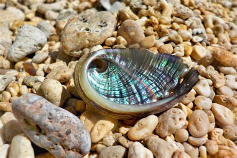 Abalone Crystal: A Journey into the Enchanted Realm of Mother Nature's Iridescent Gemstone