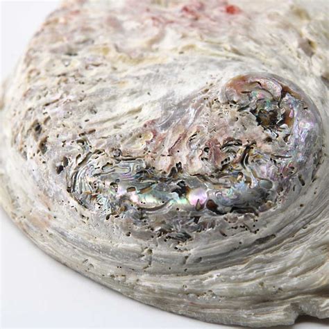 Abalone Crystal: A Shell of Spiritual Abundance