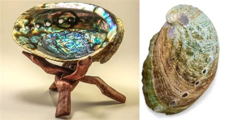 Abalone Crystal: The Ultimate Guide to Its Benefits, Properties, and Uses