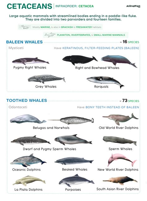 Abella Murr: A Comprehensive Guide to the World's Smallest Cetacean