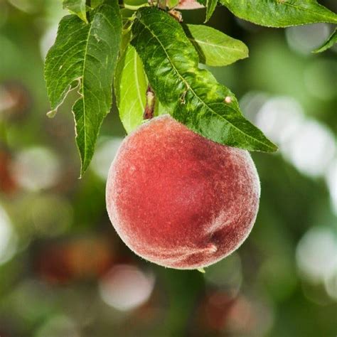 Abigail Peaches: Cultivating Nature's Sweet Delight