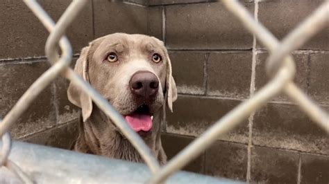 Abilene Animal Shelter