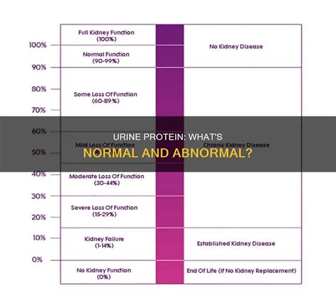 Abnormal Protein in Urine: 7 Key Indicators You Shouldn't Ignore