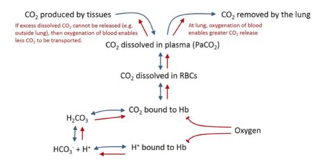 About 70% of Carbon Dioxide is Transported in Deoxygenated Blood