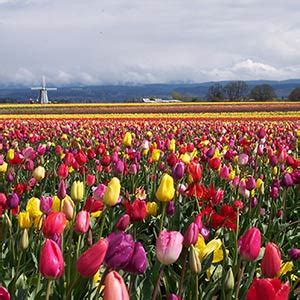 About Holland Bulb Farms