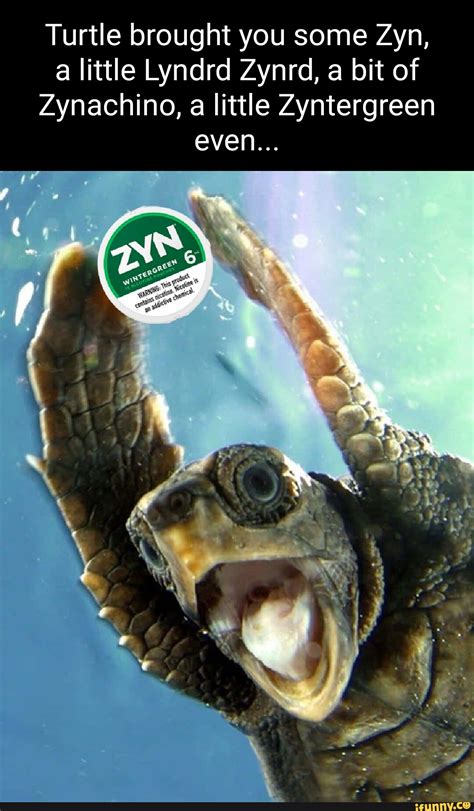 About Turtles Zyn