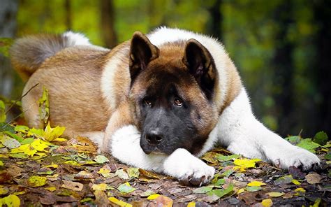 About the Akita Inu