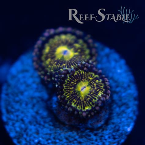 About the Grim Reaper Zoa