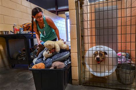 About the New Braunfels Animal Shelter