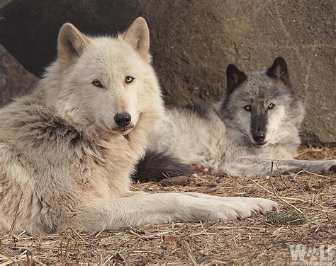 About the Wolf Conservation Center South Salem