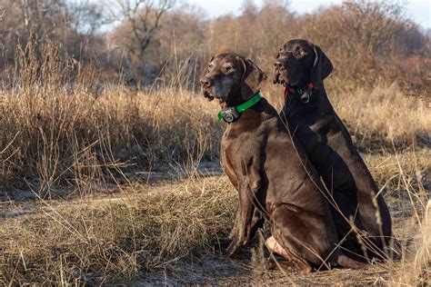 Above Ground Dog Fence: The Ultimate Guide to Invisible Dog Fences