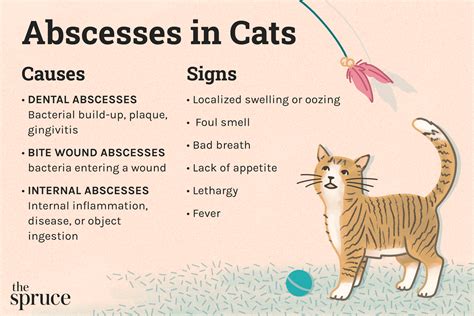 Abscess in Cats Mouth: The 5 Most Common Types and How to Treat Them