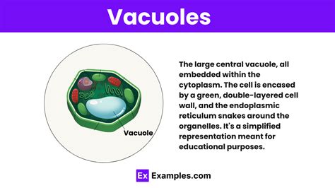 Absence of Well-Defined Vacuoles: