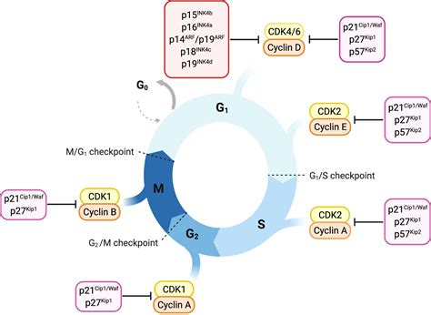 Absence of cyclin-dependent kinase inhibitors: