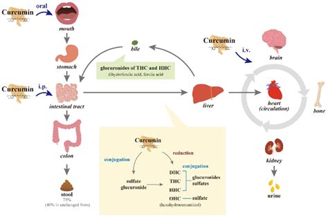 Absorption and Metabolism