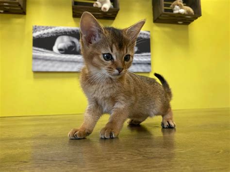 Abyssinian Kittens for Sale: Your Guide to Finding the Perfect Feline Companion