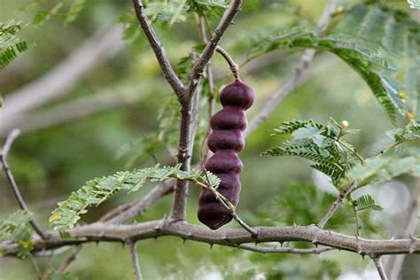 Acacia concinna