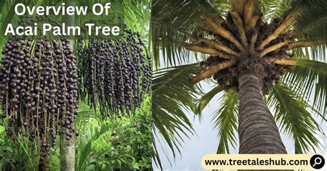 Acai Trees: The Superfood Powerhouse