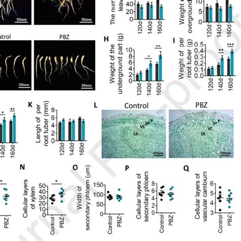 Accelerated Root Development: