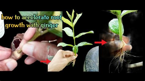 Accelerated Root Growth: