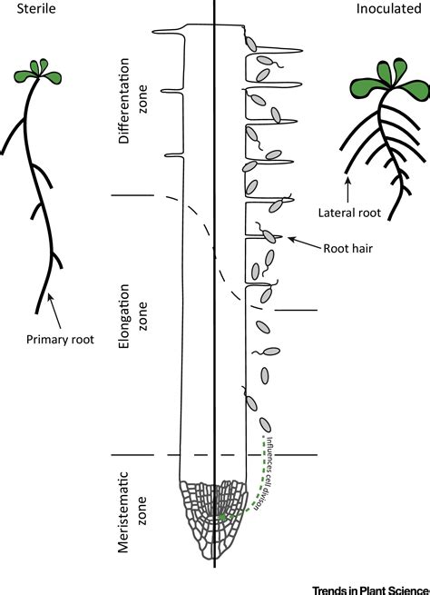 Accelerated root development: