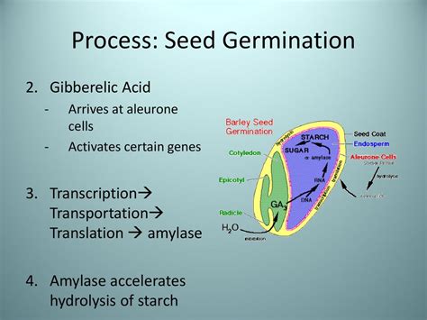 Accelerates Seed Germination: