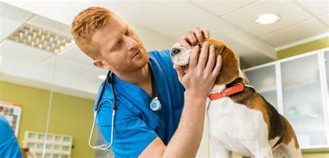 AccessVet: A Veterinary Knowledge Hub