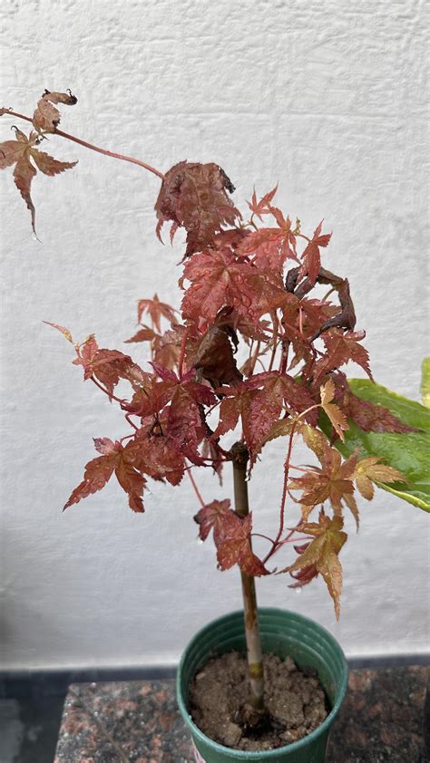 Acer Palmatum Fertilizer: 7 Essential Tips & Tricks