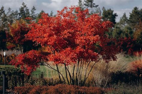 Acer Palmatum Fertilizer: The Complete Guide to Feeding 2023