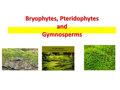 Achievements and Prospects in Pteridophytes Doc