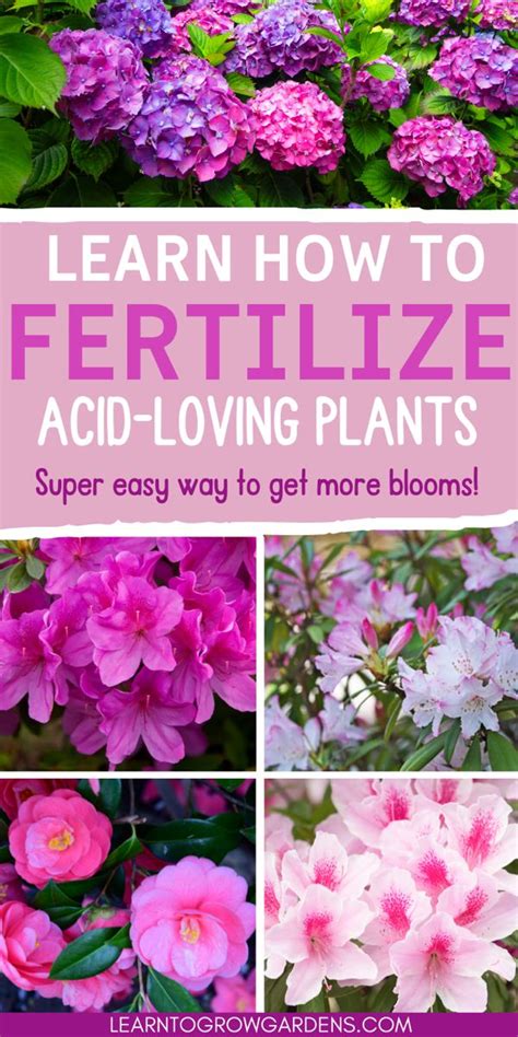 Acid Loving Plants Fertilizer: A Comprehensive Guide to Nourishing Your Blooms